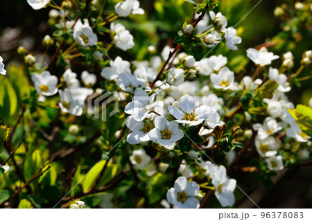 花壇や公園で良く植えられ、春、雪が降り積もったような沢山の白い花を咲かせて綺麗なユキヤナギ 96378083