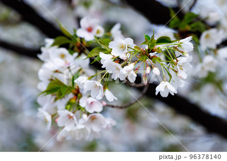 出会いと別れを彩る日本の花　サクラ 96378140