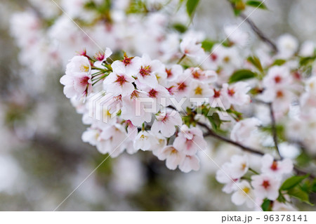 出会いと別れを彩る日本の花 サクラ 出会いと別れを彩る日本の花 サクラ 96378141