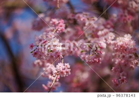 出会いと別れを彩る日本の花　サクラ 96378143