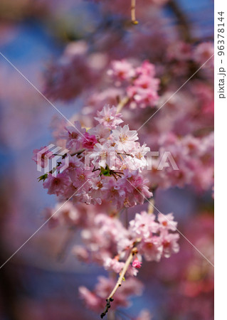 出会いと別れを彩る日本の花　サクラ 96378144