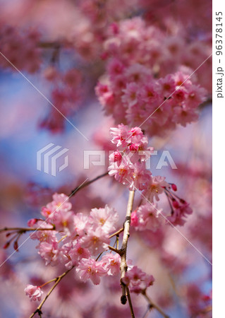 出会いと別れを彩る日本の花　サクラ 96378145