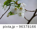 出会いと別れを彩る日本の花　サクラ 96378166