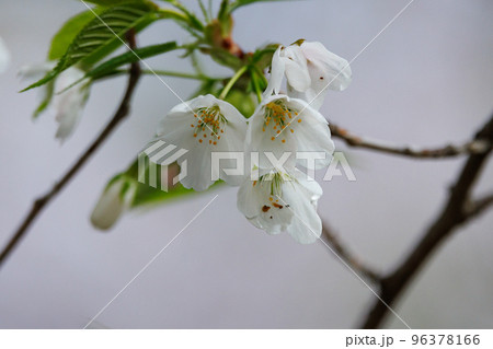 出会いと別れを彩る日本の花　サクラ 96378166
