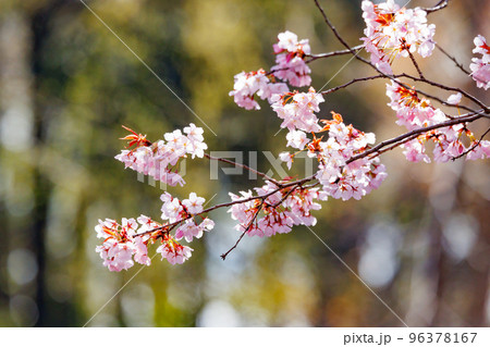 出会いと別れを彩る日本の花 サクラ 出会いと別れを彩る日本の花 サクラ 96378167