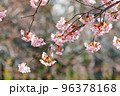 出会いと別れを彩る日本の花　サクラ 96378168