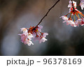 出会いと別れを彩る日本の花　サクラ 96378169