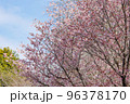 出会いと別れを彩る日本の花　サクラ 96378170