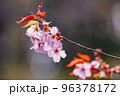 出会いと別れを彩る日本の花　サクラ 96378172