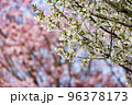出会いと別れを彩る日本の花　サクラ 96378173