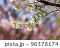 出会いと別れを彩る日本の花　サクラ 96378174