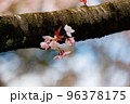 出会いと別れを彩る日本の花　サクラ 96378175