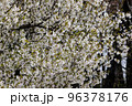 出会いと別れを彩る日本の花　サクラ 96378176