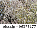 出会いと別れを彩る日本の花　サクラ 96378177