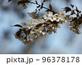 出会いと別れを彩る日本の花　サクラ 96378178