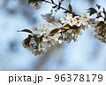 出会いと別れを彩る日本の花　サクラ 96378179
