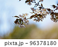 出会いと別れを彩る日本の花　サクラ 96378180