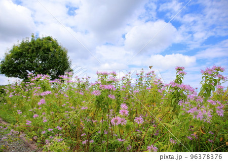 ワイルドベルガモットの花 96378376