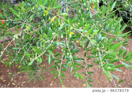 オリーブの実 オリーブの実 96378379