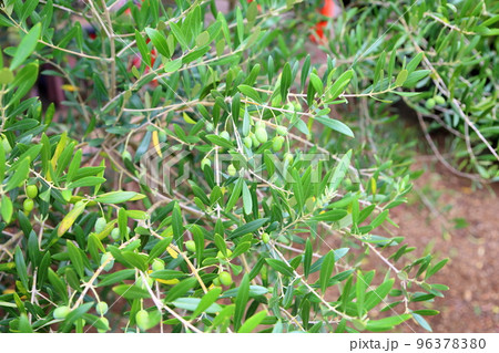 オリーブの実 96378380