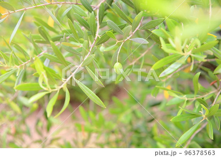 オリーブの実 96378563