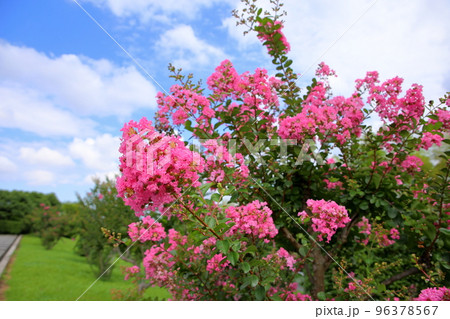 サルスベリの花 サルスベリの花 96378567
