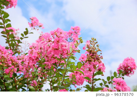 サルスベリの花 96378570