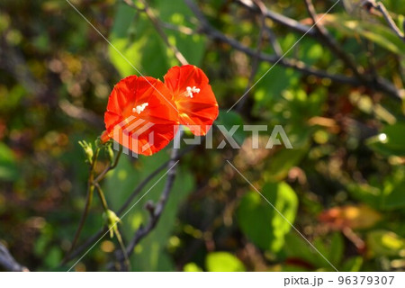 オレンジ色の花　マルバルコウ　(丸葉縷紅) 96379307