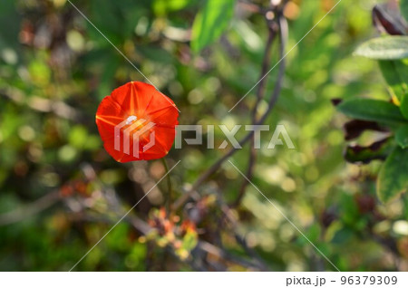オレンジ色の花 マルバルコウ (丸葉縷紅) オレンジ色の花 マルバルコウ (丸葉縷紅) 96379309
