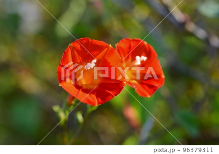 オレンジ色の花 マルバルコウ (丸葉縷紅) オレンジ色の花 マルバルコウ (丸葉縷紅) 96379311