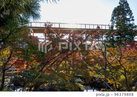 けいはんな記念公園「水景園」紅葉谷から観月橋越しに西日を見る(もみじの緑から赤のグラデーション) けいはんな記念公園「水景園」紅葉谷から観月橋越しに西日を見る(もみじの緑から赤のグラデーション) 96379808