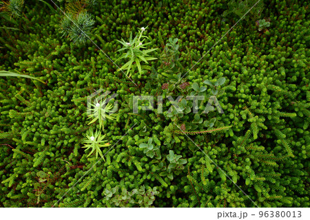 蔵王の景色 地表に生えるガンコウランの小さな森 刈田岳 蔵王の景色 地表に生えるガンコウランの小さな森 刈田岳 96380013