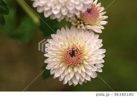 薄ピンクのキク（菊）の花弁が可愛いの写真素材 [96380180] - PIXTA