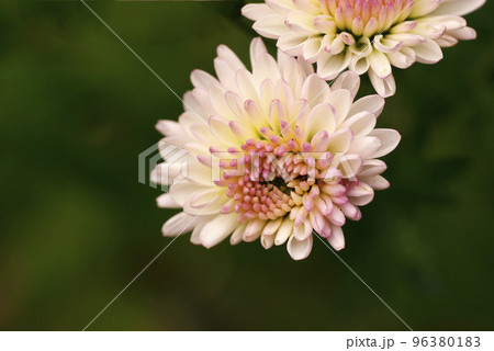 薄ピンクのキク(菊)の花弁が可愛い 薄ピンクのキク(菊)の花弁が可愛い 96380183