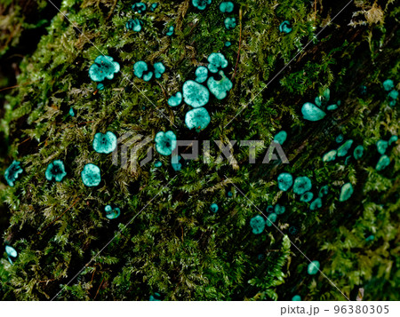 きのこワールド　緑青色キノコ　ヒメロクショウグサレキン 96380305