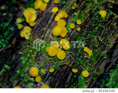 きのこワールド　黄色のキノコ　ビョウタケ 96380306