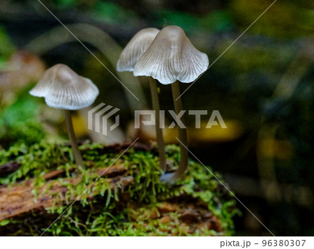 きのこワールド　ハラタケの仲間　クヌギタケ 96380307