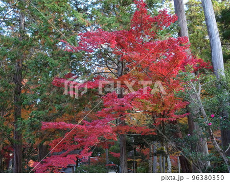 京都の紅葉をめぐる 南禅寺編 京都の紅葉をめぐる 南禅寺編 96380350