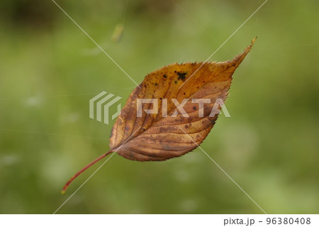蜘蛛の糸に釣り下がった落ち葉の様子が面白い 蜘蛛の糸に釣り下がった落ち葉の様子が面白い 96380408