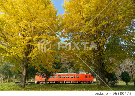 紅葉の夫婦銀杏とレトロ列車 小湊鉄道 上総大久保駅 紅葉の夫婦銀杏とレトロ列車 小湊鉄道 上総大久保駅 96380472