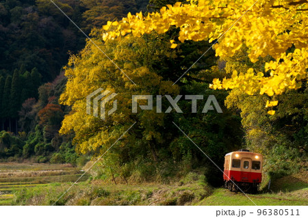 紅葉の夫婦銀杏とレトロ列車　小湊鉄道　上総大久保駅 96380511
