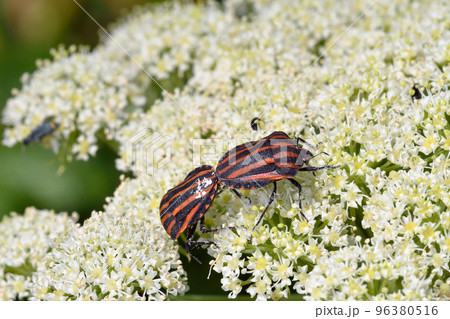 交尾するアカスジカメムシ(北海道・斜里町) 交尾するアカスジカメムシ(北海道・斜里町) 96380516