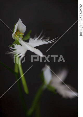 白く咲くサギソウの花 96380592