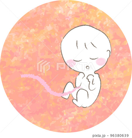 お腹の中で育つ赤ちゃん　胎児 未熟児 96380639