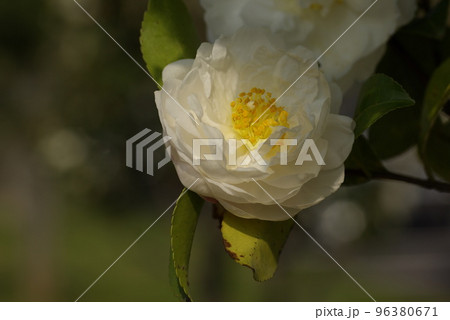 白いサザンカ（山茶花）の花が清々しい 96380671
