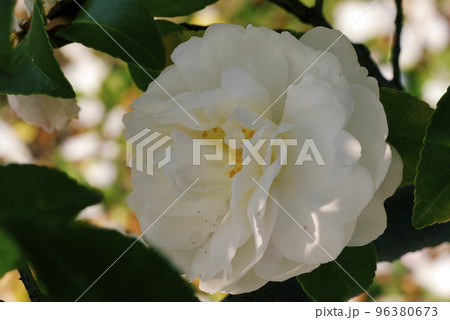 白いサザンカ（山茶花）の花が清々しい 96380673