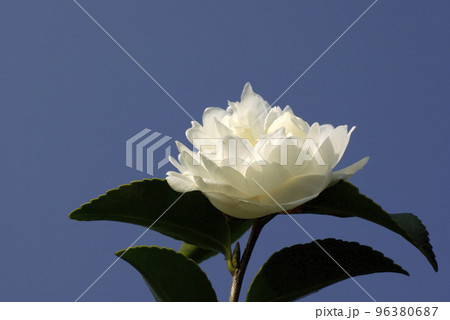 白いサザンカ(山茶花)の花が清々しい 白いサザンカ(山茶花)の花が清々しい 96380687