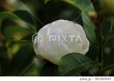 白いサザンカ（山茶花）の花が清々しい 96380694