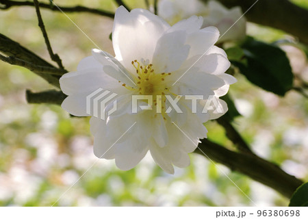 白いサザンカ（山茶花）の花が清々しい 96380698
