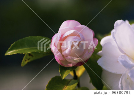 ピンクのサザンカ（山茶花）の花が可愛い 96380792